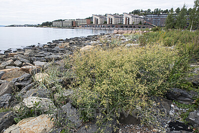 BB 14 0196 / Lepidium latifolium / Strandkarse